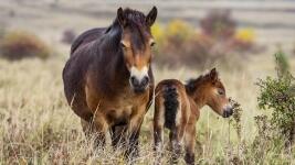 kůň divoký 5 ceska-krajina-galerie-divoky-kun-02-divoci-kone-klisna-hribe-milovice-louka-foto-Michal-Kopping